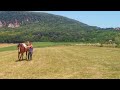Schooling horse on cordeo - 3 months progress