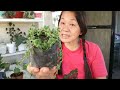 YEAR-END PLANT HAUL CUBAO GARDEN CENTER 2023 || BESPIDIDA TREAT WITH FAMILY @passion at60