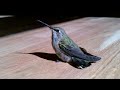 baby hummingbird in my living room.3gp