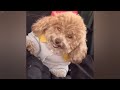 Funniest Animals 2024 😂 Best Funny Cats and Dogs 😻🐶 Part 05 | Cute Baby Animals