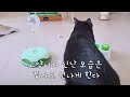 고양이랑 10년 넘게 살다보니~ 고양이랑 집사랑 똑같아진다 #강돌이 #고양이집사#강돌이