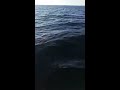 6ft Tiger shark PT 2 of 3! Clearwater FL