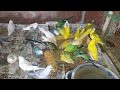 Millet Delight: Beautiful Love Birds Enjoying a Treat! 🐦🌾 | My Pets My Garden