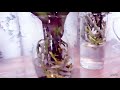 HOW  TO  GROW PHALAENOPSIS ORCHID IN WATER 2021; CONVERTING MY PHALAENOPSIS TO WATER CULTURE.