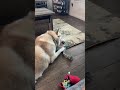 Kona the Husky is live!