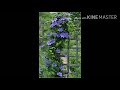 10 Beautiful vines / creepers ll khubsurat belon wale plants