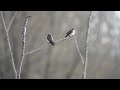 oiseau du Québec - hirondelles