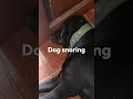 Dog snoring