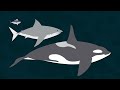 Cookiecutter Shark | Motion Graphics Explainer Video