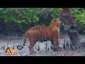 এবারো যেভাবে ঘূর্ণিঝড়ে বুক চিতিয়ে ঢাল হলো সুন্দরবন | Sundarbans | Super Cyclone Remal | ATN News