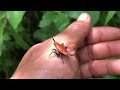 surprising discovery‼️i found rare giant yellow caterpillars and beautyful orb weaver spider