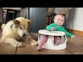 Giant Malamute Adopts Newborn Babies! Phil’s Best Years! (Cutest Ever!!)