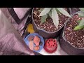 How To Grow Cannabis On A Budget