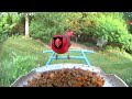 Morning Bird Feeder Camera — June 19, 2024