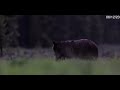 Grizzly Bear 399 and COY come out of hibernation on May 16  BEST  4K Jackson Hole/Tetons/Yellowstone