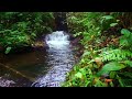 The fast flowing river at the edge of the forest soothes the heart and mind