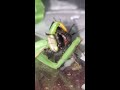 Praying Mantis devours Cricket