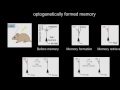 The Role of Synapses in Memory - On Our Mind