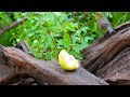 Birds and Squirrels Tree Gathering After Rain 🌧️ Long-Play Cat TV (4K HDR) | 10 Hours of Fun