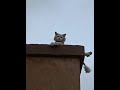 Cute Cats enjoying on the rooftop|Cats||Cat lovers|