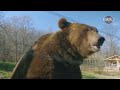We Are One Big Bear Family | BEAST BUDDIES SPECIAL