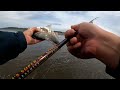 Redtail surf perch fishing in WA - When, where and how
