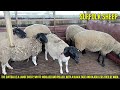 Suffolk Sheep Farm in Village Farm | Suffolk Sheep Breeding