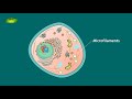 Animal Cell Structure and Function | Notes | Eukaryotic Cell | Basic Science Series