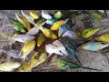 Hungry Love Birds Enjoy Millet Breakfast! 🐦🌾 | My Pets My Garden