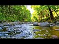 Beautiful Flowing River and Relaxing Nature Sounds for Stress Relief,