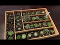 Unboxing Mountain Crest Garden Hardy Succulents!