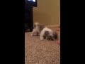 Havanese Puppy Growls With Tennis Ball