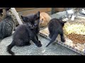 Beautiful kittens living on the street. These Kittens are very hungry.