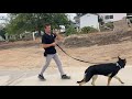 Fear leash reactivity needs to be dealt differently, learn a simple trick to help tremendously.