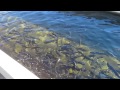 1 min Tour of Fillmore CA Fish Hatchery