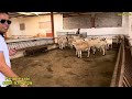 لي بغا الأموال 💰 عليه بتربية الأغنام الصردية الأصلية 🐏خصوصاً إلا تشرات من ضيعة فريد المزابي