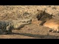 Battle Of The Apex Predators | Crocodile Attacks Lion | Dragon Castle 🎵