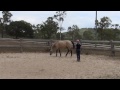 How to teach a horse to lay down naturally (without ropes) ~ Tutorial!