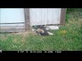 Skunk in Pool Pump House