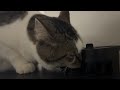 Unedited video of fat cat drinking water for 10min straight