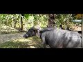 CARABAO, PHILIPPINES 2020; WATER BUFFALO.