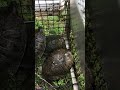 Turtle trap
