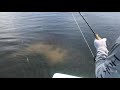 Tampa Bay giant Redfish on Fly