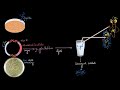 Insertional inactivation using Lac Z gene (Blue white screening) | Biotechnology | Khan Academy