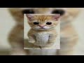 dancing cats - go kitty go (sped up)