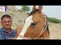 बालोतरा में 6 घोड़े बेच दिए - पार्ट 2 Balotra Horse Market 2024 Tilwada Pashu Mela Horse Sale Video