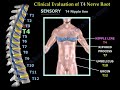 Neurological Evaluation Of The Thoracic  Nerves - Everything You Need To Know - Dr. Nabil Ebraheim