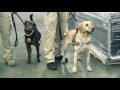 Inside Look: TSA Canine Training