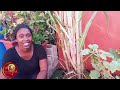 From Pot To Prosperity: Sugar Cane Growing In Pot🇯🇲 |Inspiring Results! Learn How To Do This!
