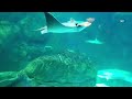 Ripley's Aquarium of Canada - 4K | Toronto, Ontario | Ripley's Aquarium Full Tour